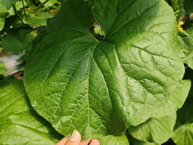 司普沃進(jìn)口水溶肥怎么樣？專業(yè)技術(shù)老師來解答。