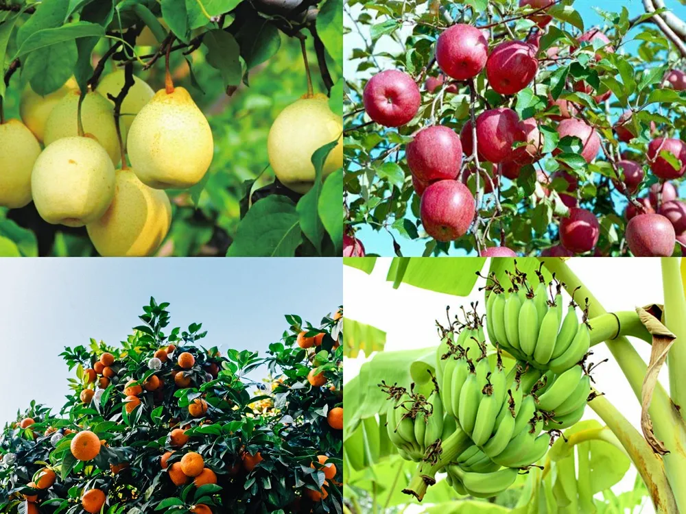 磷酸二氫鉀的幾個(gè)神奇組合方案，讓你的作物成為別人家羨慕的對(duì)象？