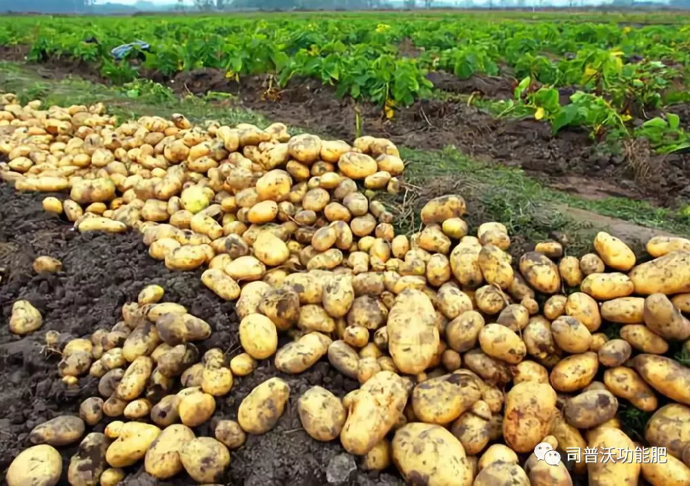 含腐殖酸的水溶肥料為什么能讓客戶(hù)贊不絕口？