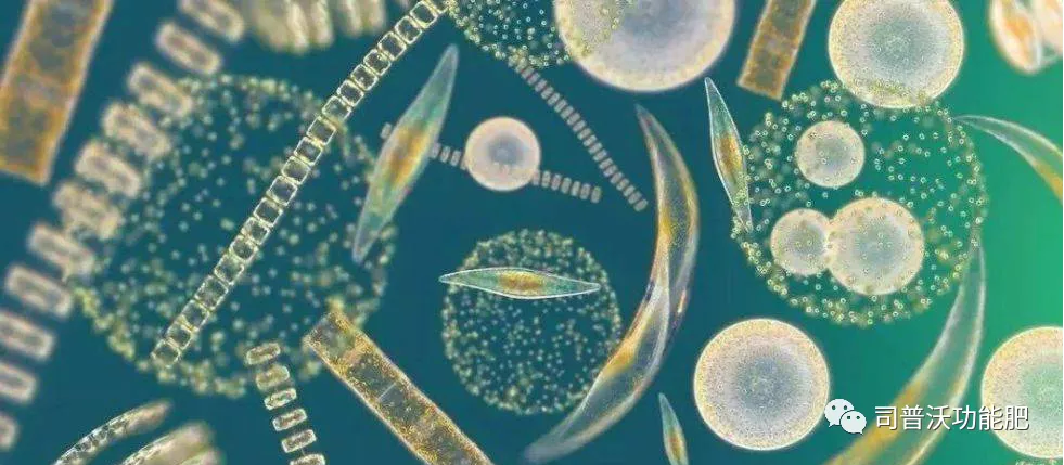 使用菌肥時(shí)這7點(diǎn)一定得注意