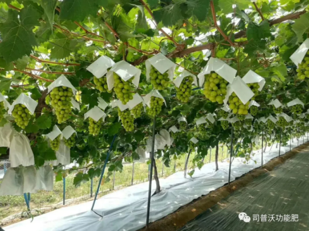 解密磷酸二氫鉀作用技巧，有些技巧你還真的不知道