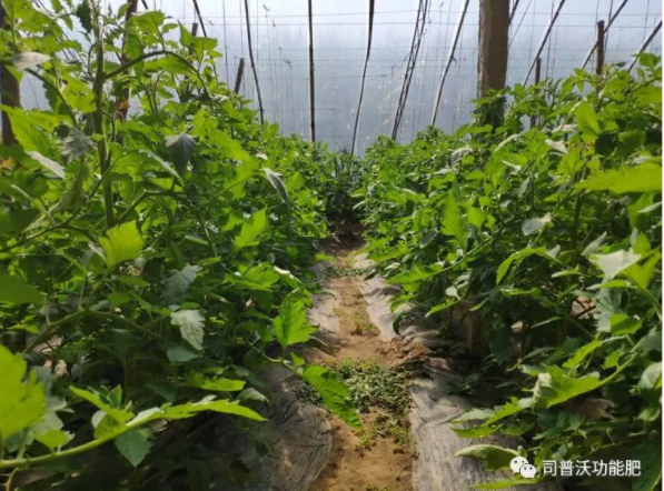 快扔掉控旺藥吧！“它”能起到控旺的作用，不僅效果顯著，也沒有肥害！