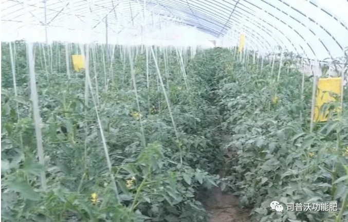 番茄卷葉不只是因為高溫和輪作那么簡單，葉片“向上卷”和“向下卷”也不一樣！