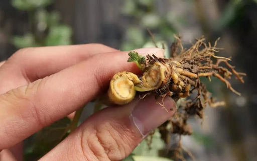 葡萄根腐病怎么辦？別擔(dān)心，司普沃赫蔓微生物菌劑能有效解決！