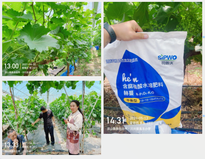 “氮、磷、鉀”三要素，你真吃透了嗎？