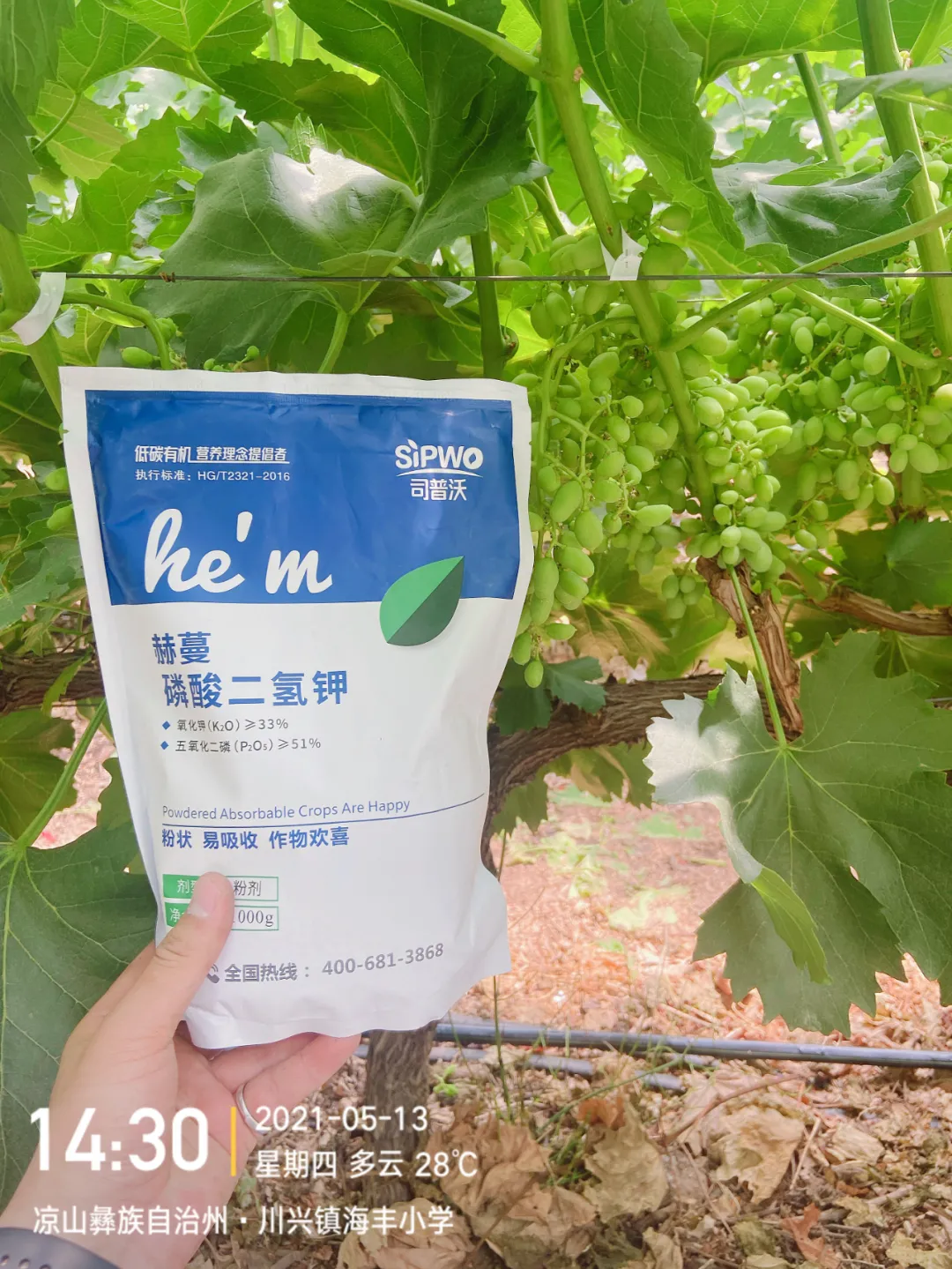 磷酸二氫鉀的辨別真假現(xiàn)場，99%以上是假貨！