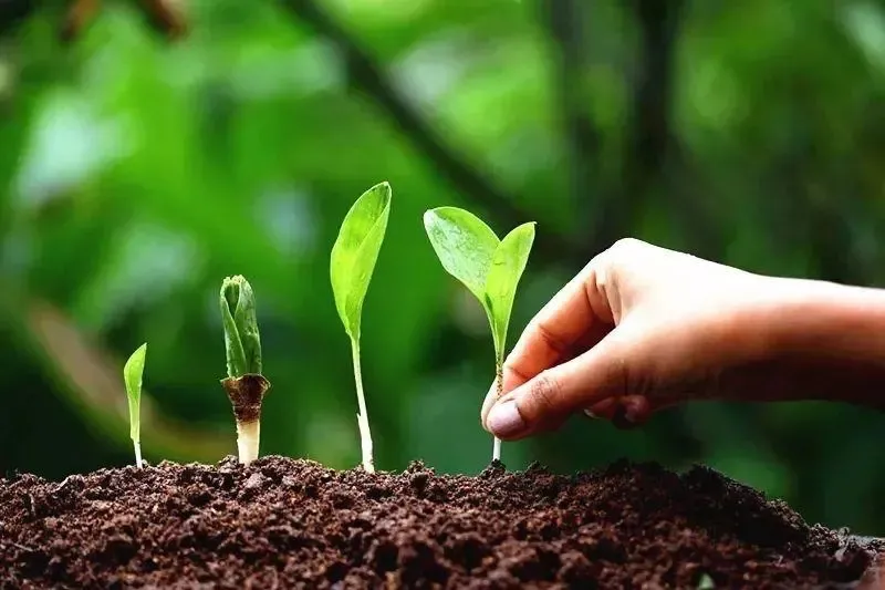 為什么你用了腐植酸會感覺沒效果？腐植酸如何正確使用，很多人不知道