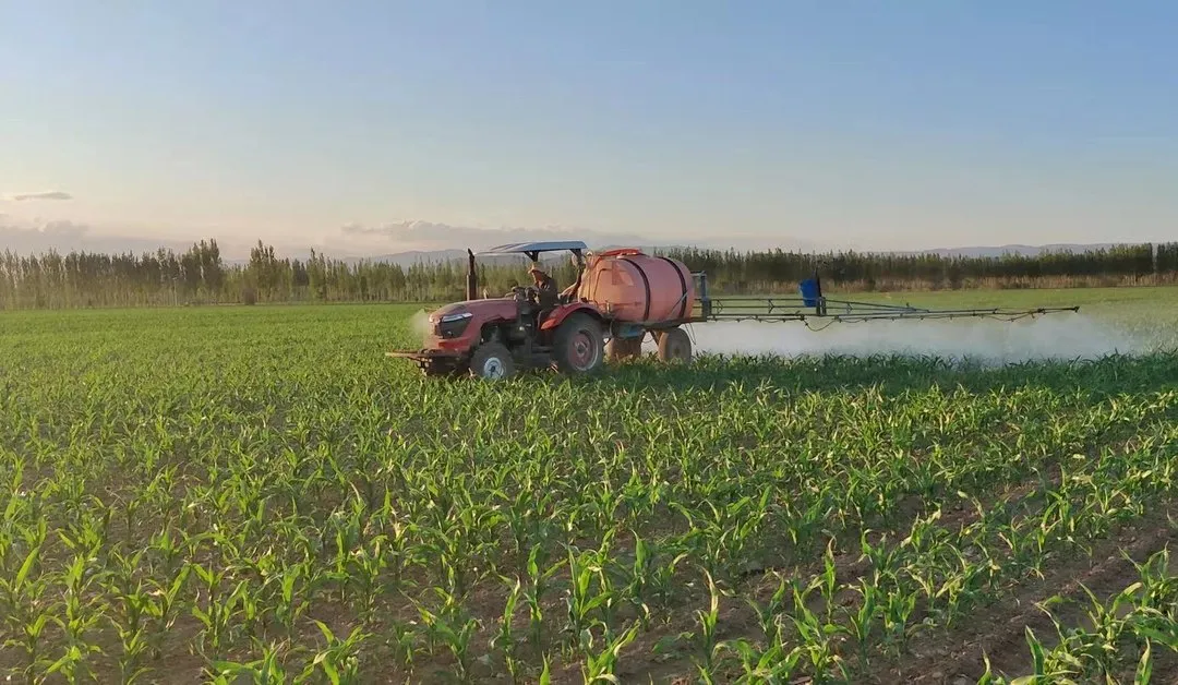 如何防止玉米倒伏？做好這三點*關(guān)鍵?。?！