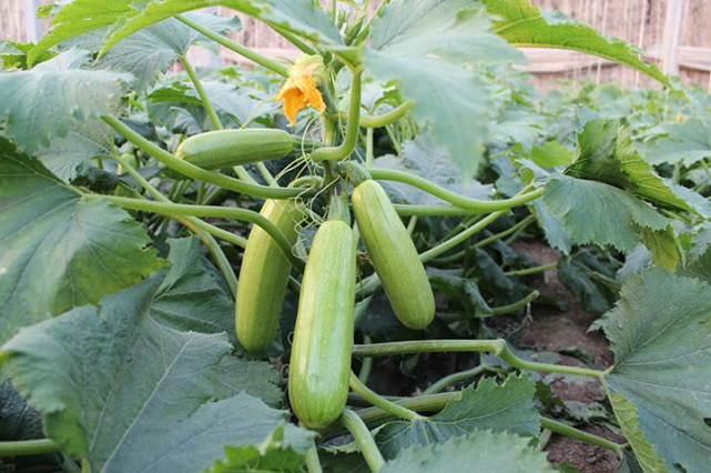 西葫蘆死苗，不知道是什么原因，司普沃來幫您！