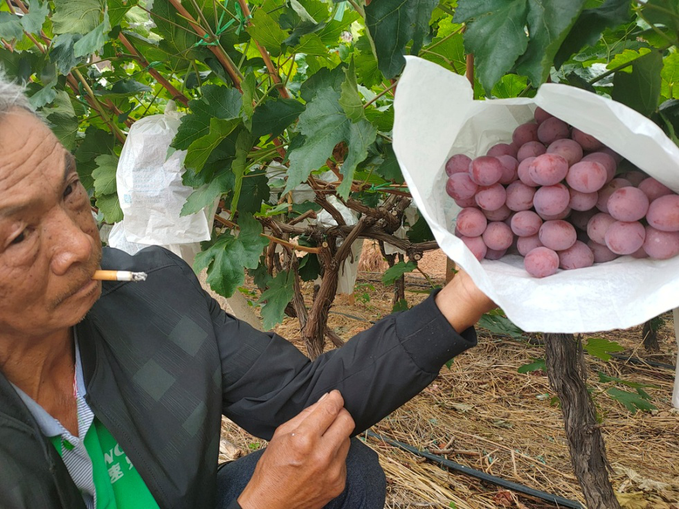葡萄干筋怎么辦？司普沃叫你一招有效預(yù)防和解決