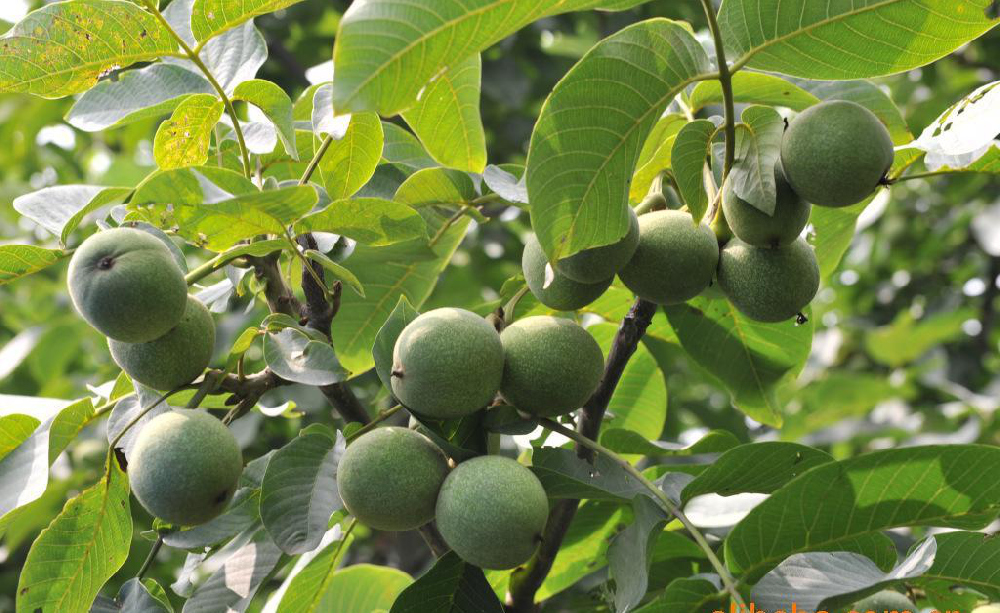 核桃早期落果，降低收益，怎么辦？