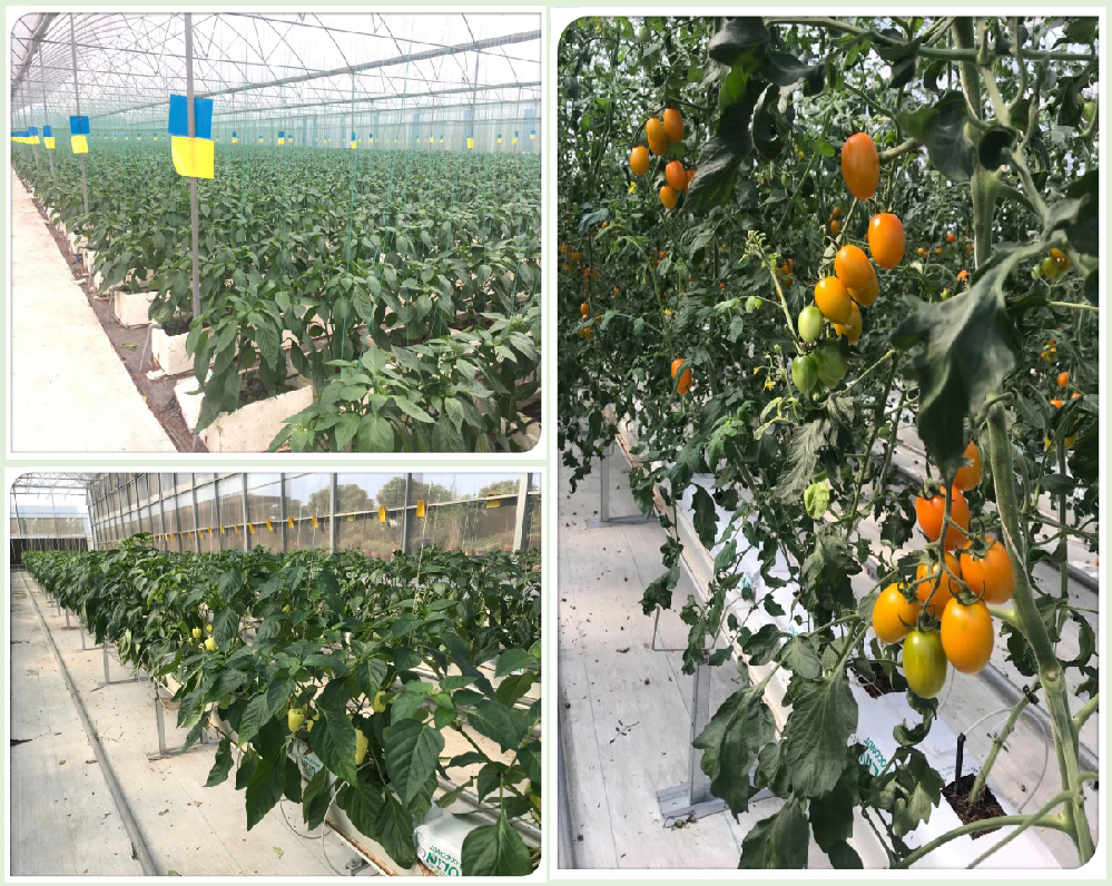 番茄早疫病害怎么辦！原來(lái)是這個(gè)原因