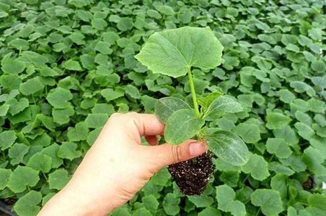 越夏黃瓜旺長(zhǎng)徒長(zhǎng)怎么辦?司普沃教您一招有效解決。