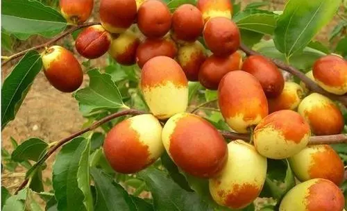 棗樹(shù)出現(xiàn)裂果，是什么原因，來(lái)聽(tīng)聽(tīng)司普沃是怎樣說(shuō)的