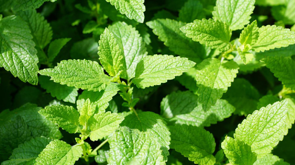 薄荷該怎樣提高產(chǎn)量，司普沃來(lái)為大家科普高產(chǎn)種植技術(shù)