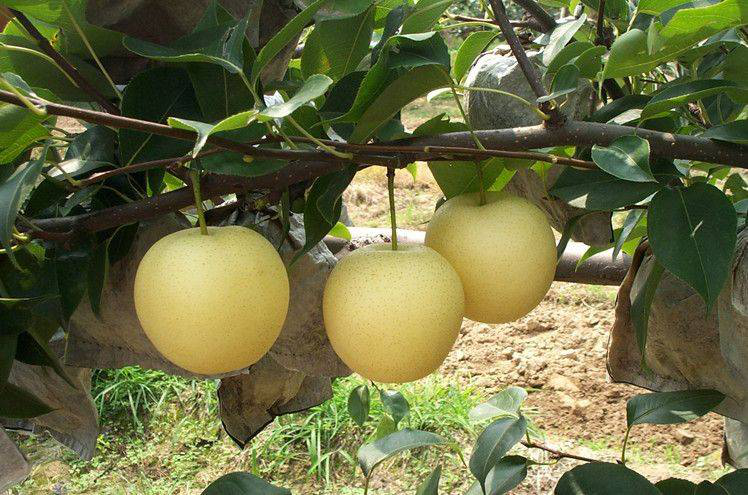 黃冠梨發(fā)生雞爪病，不知道發(fā)病原因和預(yù)防措施，來(lái)看看司普沃的這篇文章