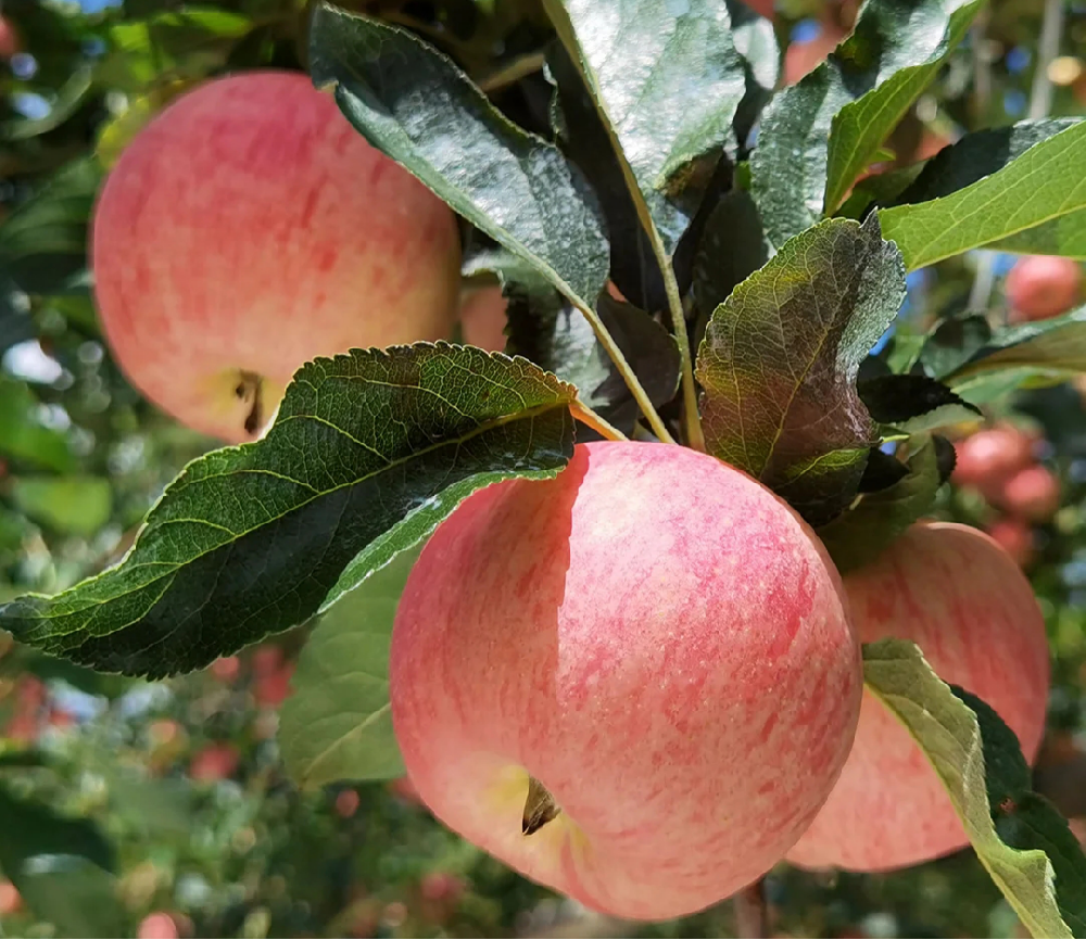 蘋(píng)果進(jìn)入二次膨大期，不知道該怎樣施肥，司普沃來(lái)幫助大家