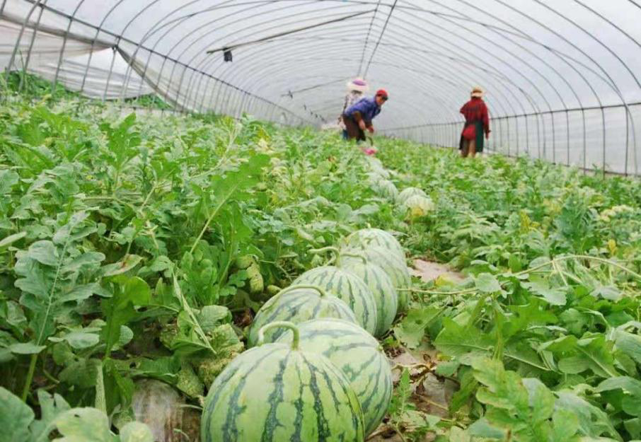 要想提高嫁接西瓜品質(zhì)，得知道這個(gè)關(guān)鍵技術(shù)