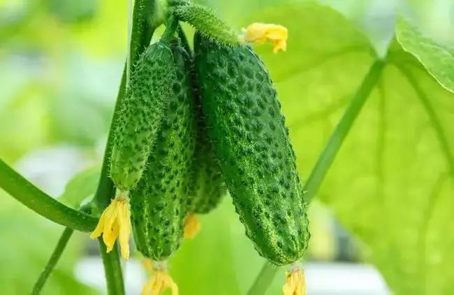 黃瓜長(zhǎng)勢(shì)不齊，司普沃教您怎樣才能使黃瓜苗齊苗壯