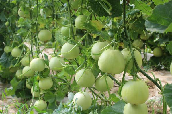 拱棚甜瓜下部葉片發(fā)黃，咋回事？來(lái)看看司普沃是怎么說(shuō)的