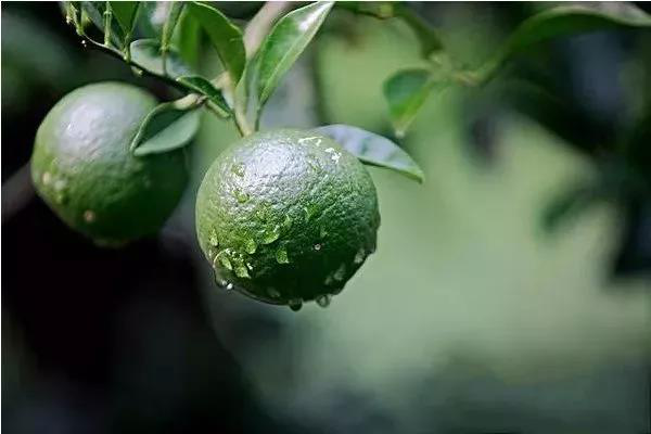 柑橘果實(shí)偏小，不知道如何選肥料，來(lái)看司普沃這篇文章