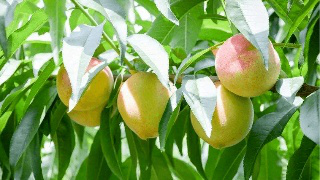 果實(shí)膨大期，遇持續(xù)降雨，怎么辦？司普沃來(lái)幫您