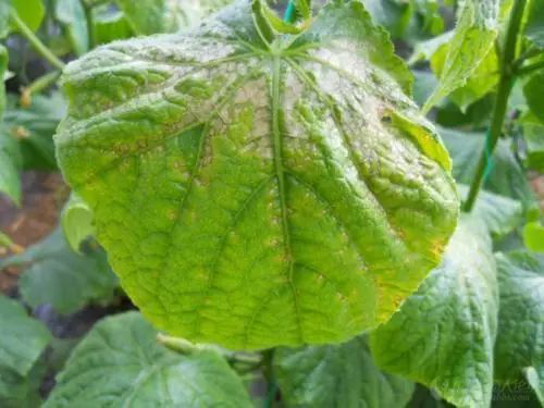 出現(xiàn)肥害的原因有很多，應(yīng)該怎樣解決呢？速看司普沃這篇文章！