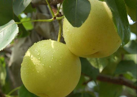 碭山酥梨糠化了，快與司普沃一起探究原因和解決方案吧！