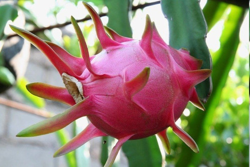 暴雨之后，火龍果園被淹！司普沃幫您進(jìn)行災(zāi)后補(bǔ)救