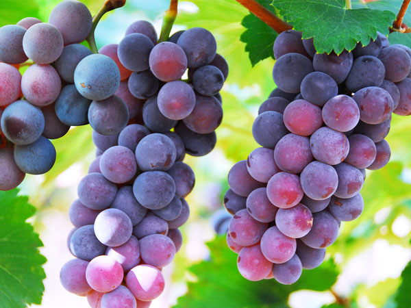 葡萄轉(zhuǎn)色期，突遇到返青怎么辦？司普沃幫您有效解決