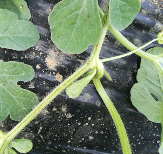 西瓜出現(xiàn)裂蔓，司普沃教您如何有效解決