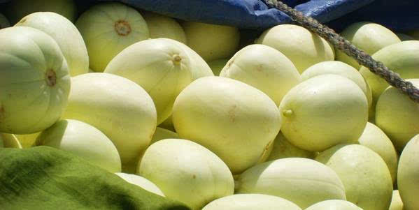 甜瓜出現(xiàn)早衰，司普沃告訴您早衰原因和防治措施，速看！