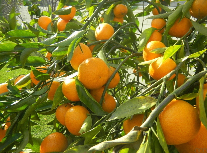柑橘采前落果？是何原因？與司普沃一起來(lái)探究探究