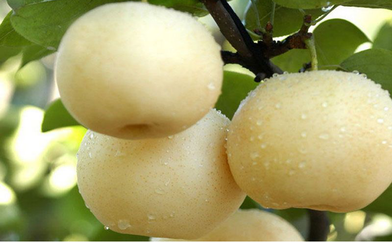 黃冠梨秋季如何管理？快與司普沃一起來看看！