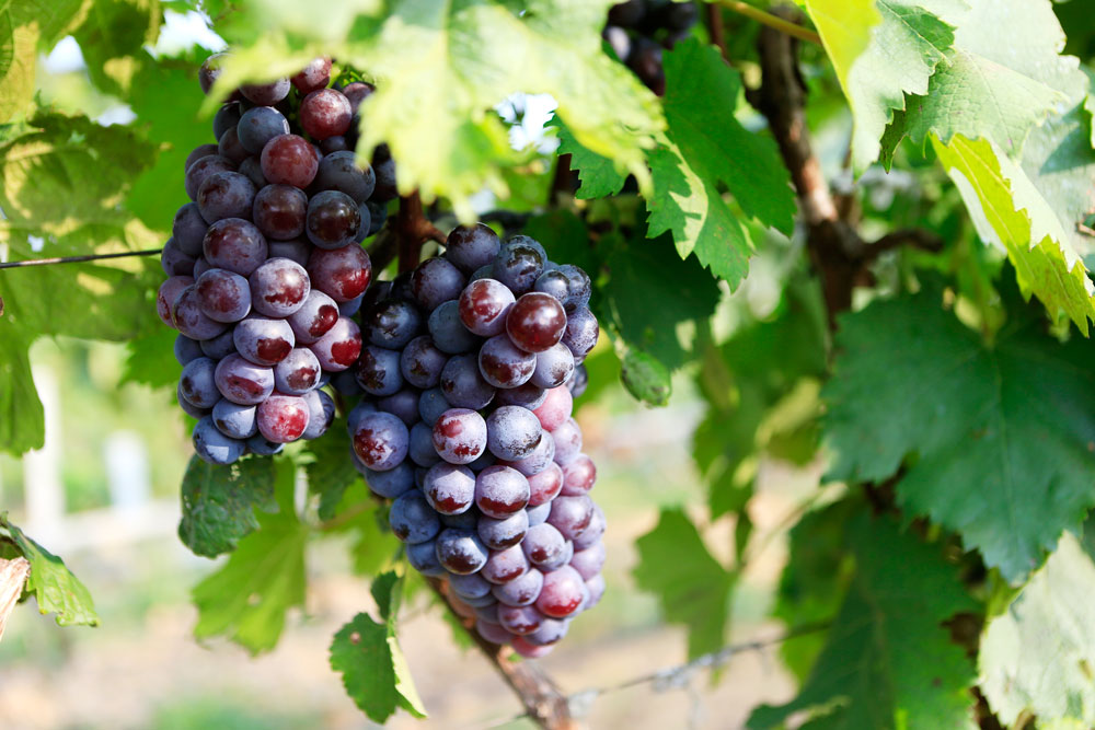 如何促進(jìn)葡萄著色，司普沃教您幾招，速看！