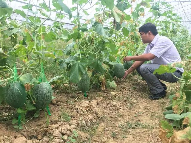 哈密瓜白粉病嚴(yán)重？如何進(jìn)行防治？司普沃為您解答