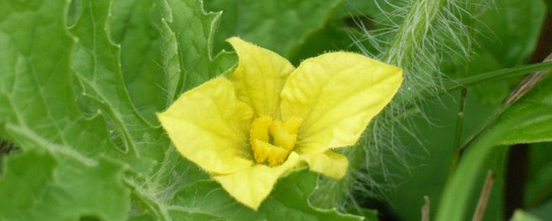 西瓜雄花無粉？這可嚴(yán)重了，與司普沃一起來看看該怎樣解決