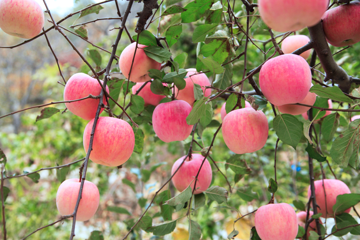 想要產(chǎn)出優(yōu)質(zhì)蘋果，8月份該補(bǔ)充什么呢？司普沃帶您來了解