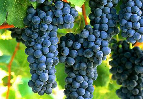 葡萄采收前一定要補(bǔ)充鈣，為什么呢？快與司普沃一起來看看