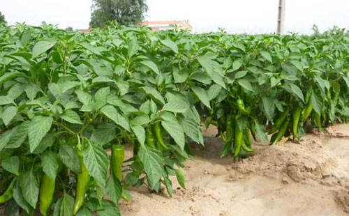 司普沃淺談辣椒青枯病防治技術與管理