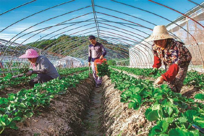 草莓栽后怎么補苗，才能獲得豐收，快與司普沃一起來看看