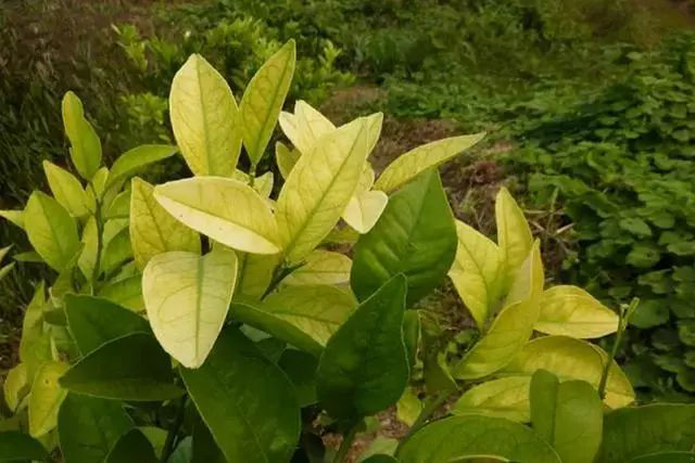 柑橘黃化是什么原因？我們該怎樣解決？速看司普沃這篇文章