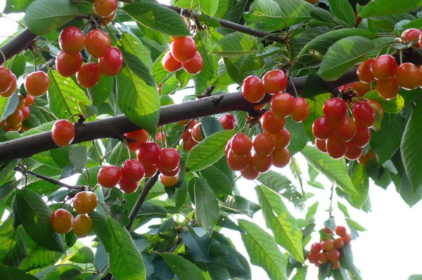 進入到秋季，櫻桃一定要預防早期落葉，與司普沃一起來了解一下