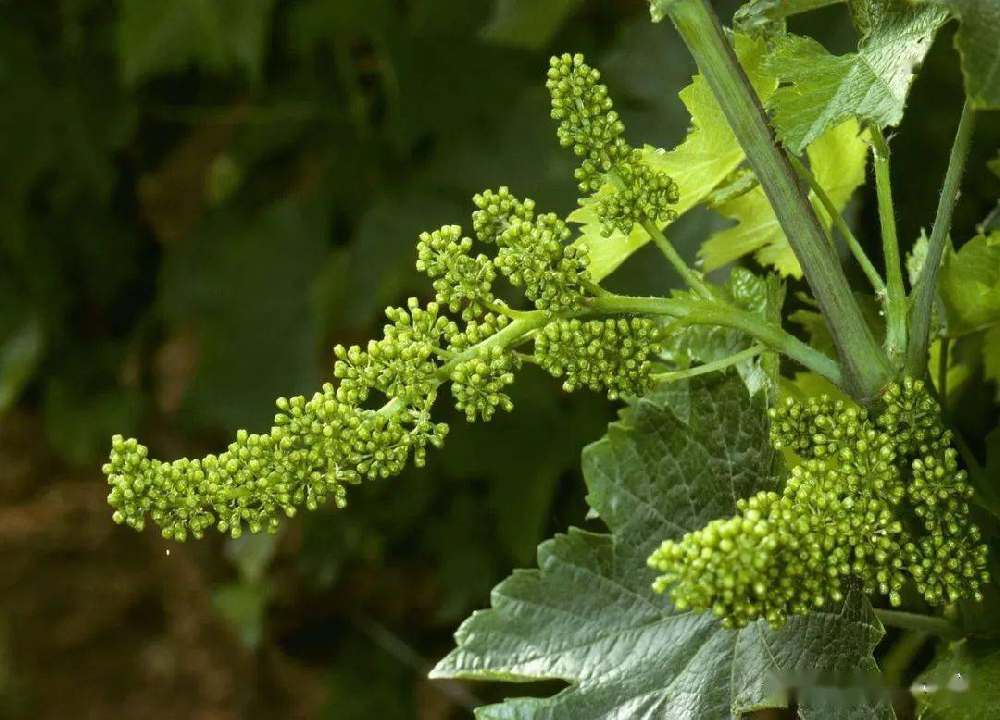 葡萄的花芽分化過程和管理，你了解多少呢？快與司普沃一起來看看