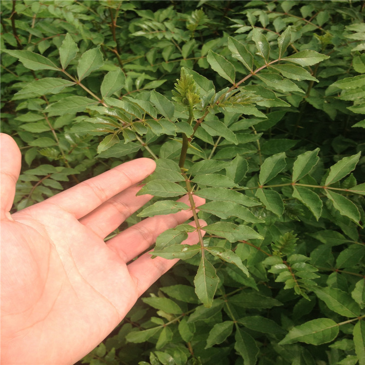 花椒根腐病如何防治？司普沃教您一招輕松解決