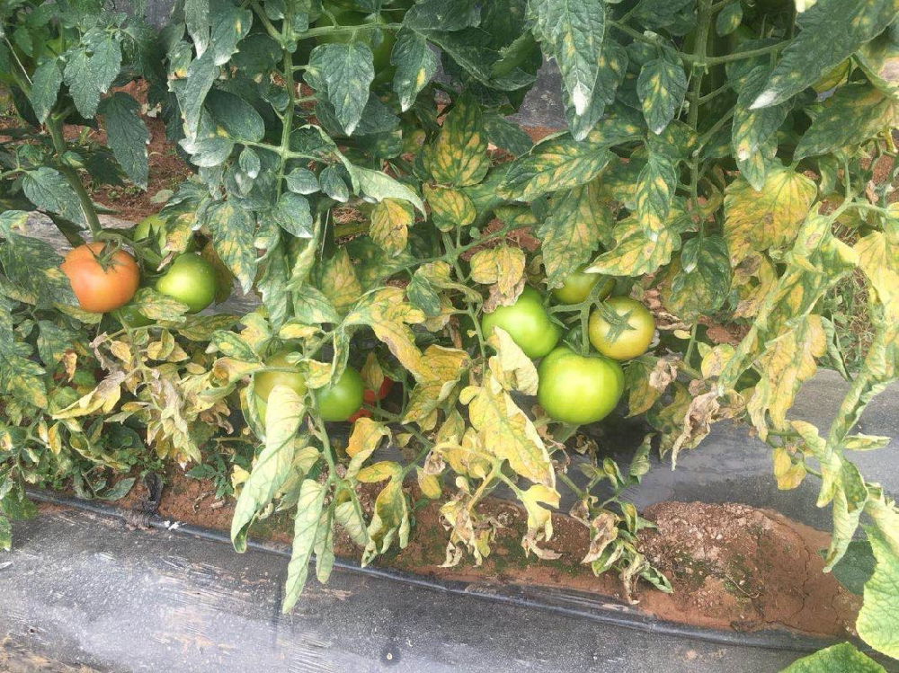 番茄葉霉病如何防治？司普沃為您解答