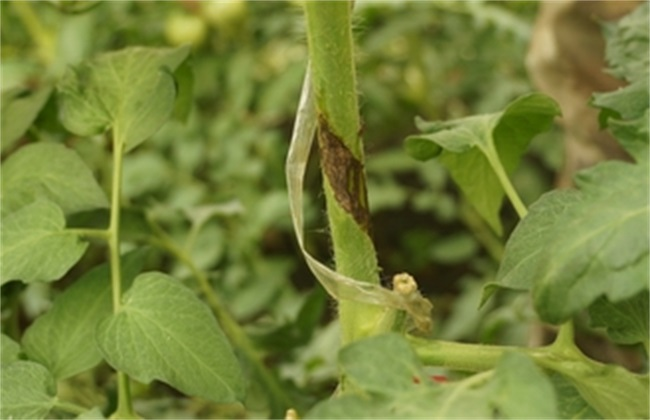 番茄芽枯病是啥原因造成的，又該怎么防治？司普沃為您輕松解決