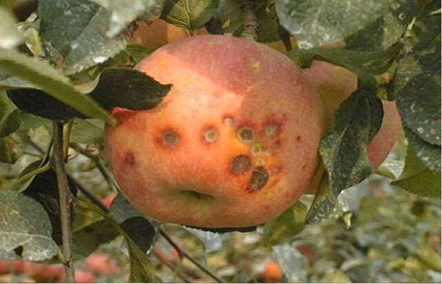蘋果苦痘病的發(fā)病原因及補救措施