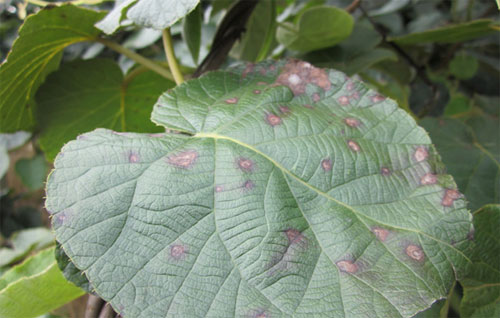 獼猴桃黑斑病怎么防治？司普沃為您解答