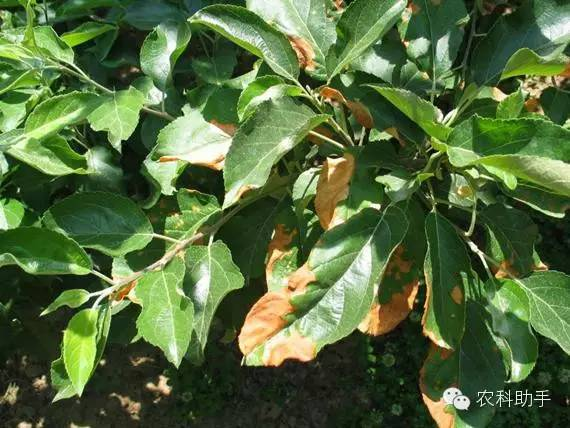 蘋果圓斑根腐病怎么辦？司普沃教您一招有效預(yù)防